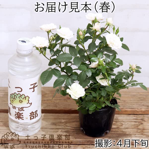 グリーンアイス　苗木 Amazon.co.jp: ミニバラ『グリーンアイス』9cmポット苗